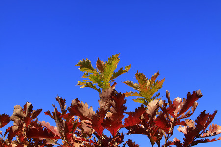 Oak leaf
