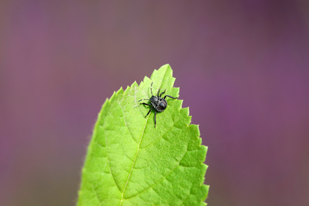 stinkbug