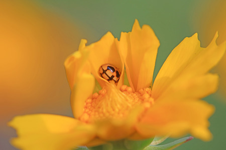 Propylaea japonica