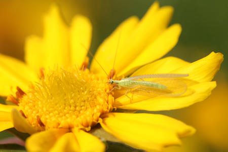 chrysopa pallensの写真素材
