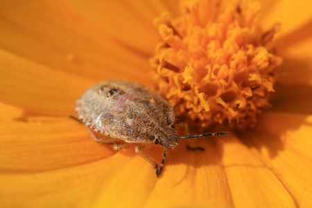 stinkbug