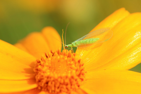 chrysopa pallens