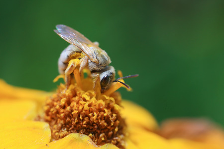 Beeの写真素材
