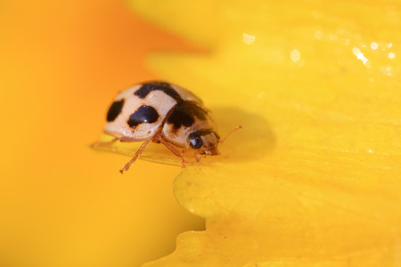 Propylaea japonica