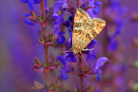 Meadow mothの写真素材
