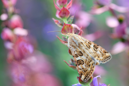 Meadow mothの写真素材