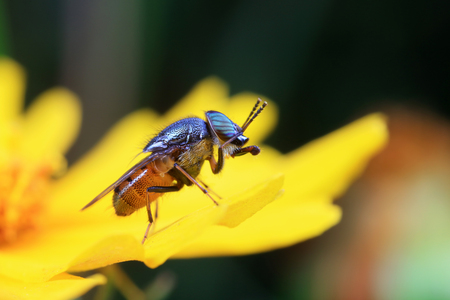 Fly insects
