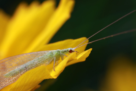 chrysopa pallensの写真素材