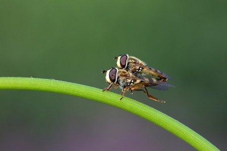 Syrphidae on plant in the wildの写真素材