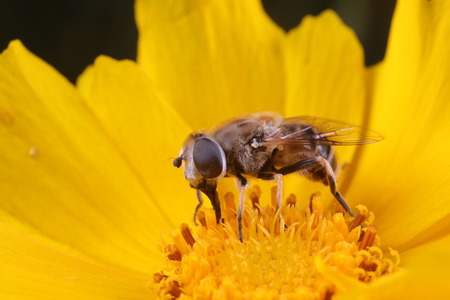 Syrphidae