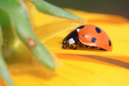 Coccinella septempunctataの写真素材