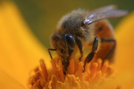honeybee on yellow flower