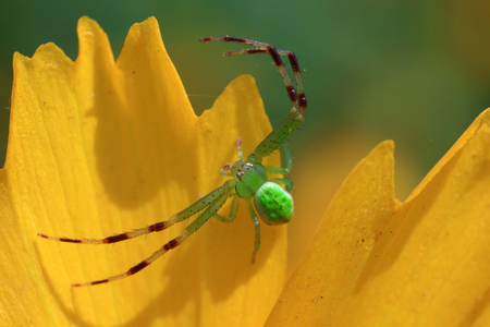 Green crab spiderの写真素材