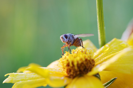 Fly insects on yellow flowerの写真素材