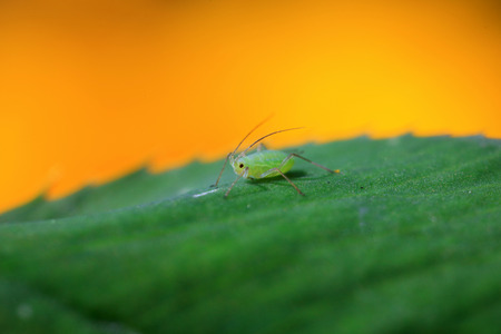 Aphid on leafの写真素材