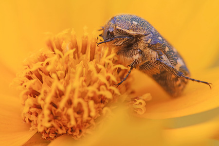 Scarabaeidae on yellow flowerの写真素材