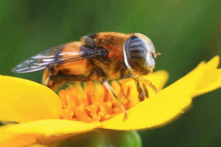 Phytomia zonata on yellow flower
