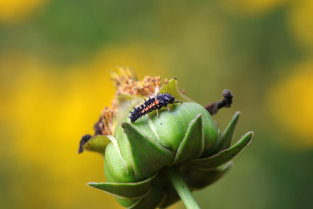 Ladybird beetleの写真素材