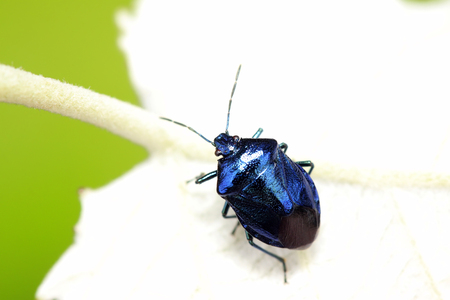 Zicrona caerulea on plant in the wild