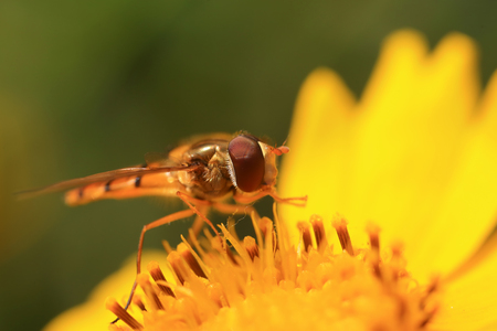 Syrphidae on plant in the wild close up viewの写真素材