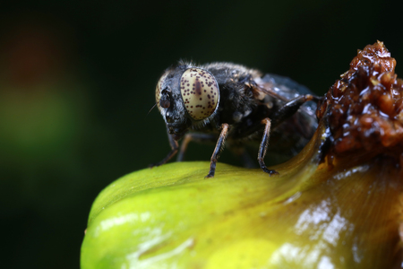 Syrphidae on plant in the wild close up viewの写真素材