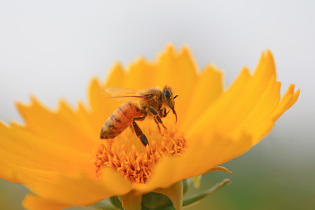 honeybee close up view
