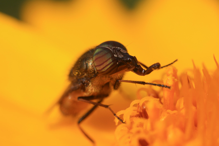 Fly insects close up viewの写真素材