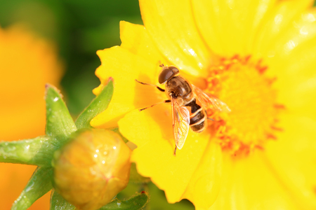 Syrphidae in the flowers close up viewの写真素材