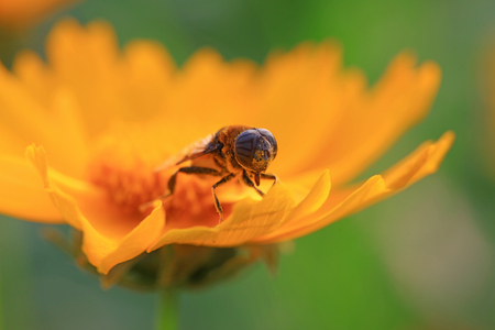 Phytomia zonata close up viewの写真素材