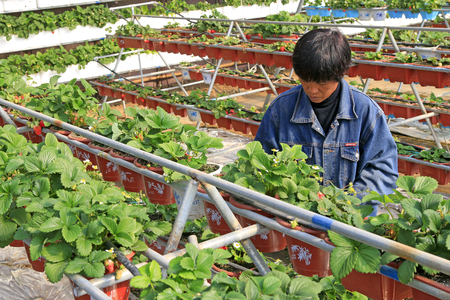 Tangshan City - March 1, 2016: women workers were busy in a strawberry greenhouse in Tangshan City, Hebei, Chinaのeditorial素材