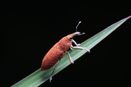Lixus amurensis Faust on plant in the wildの写真素材