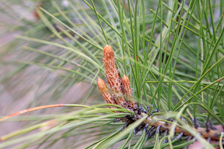 Pine plants
