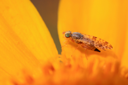 Fly insectsの写真素材