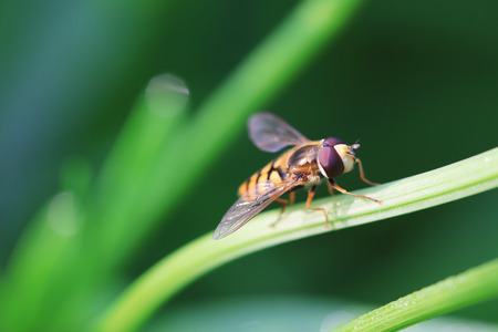 Syrphidae on flower in the wildの写真素材