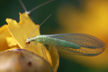 chrysopa pallensの写真素材