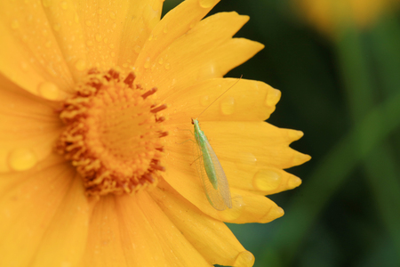 chrysopa pallens on yellow flowerの写真素材