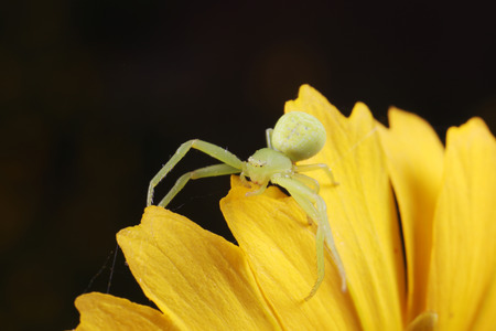 Crab spider on yellow flower