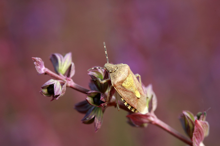 Dolycoris baccarum on flower