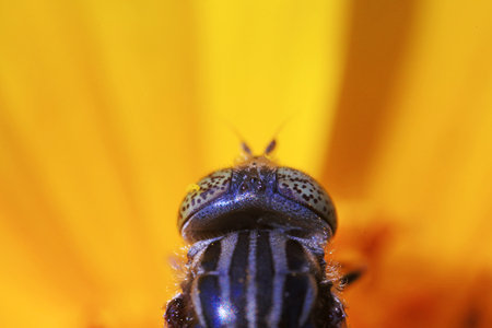 Syrphidae on plant in the wild