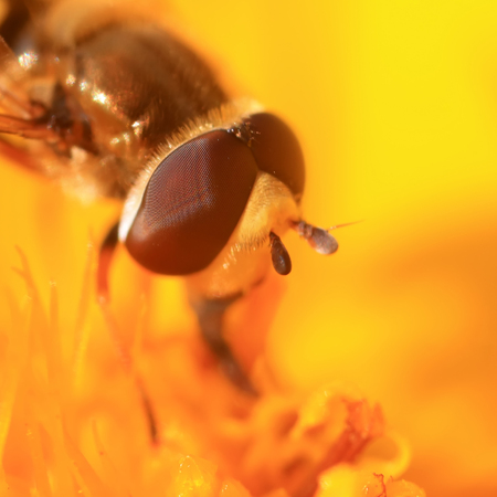 insect ommateum on yellow flowerの写真素材