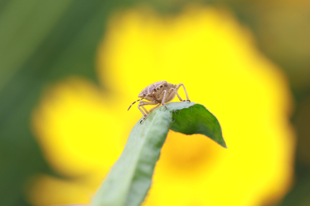 Dolycoris baccarumの写真素材