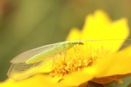 chrysopa pallensの写真素材
