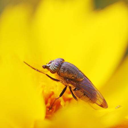 Fly insects