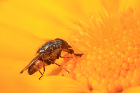 Fly insects