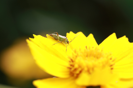 Miridae insect close up viewの写真素材