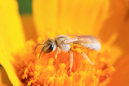 Bee close up viewの写真素材
