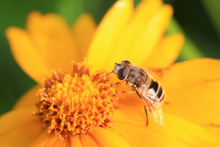 Syrphidae in the flowers