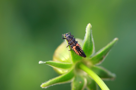 Ladybird beetleの写真素材