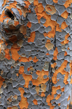 Close up view of macular bark in the wild