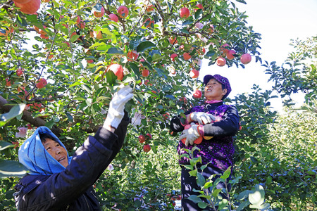 Luannan County - October 30: dwarf red Fuji apple harvest, fruit growers busy picking, Luannan County, Hebei Pronvice, China, October 30, 2017.

のeditorial素材